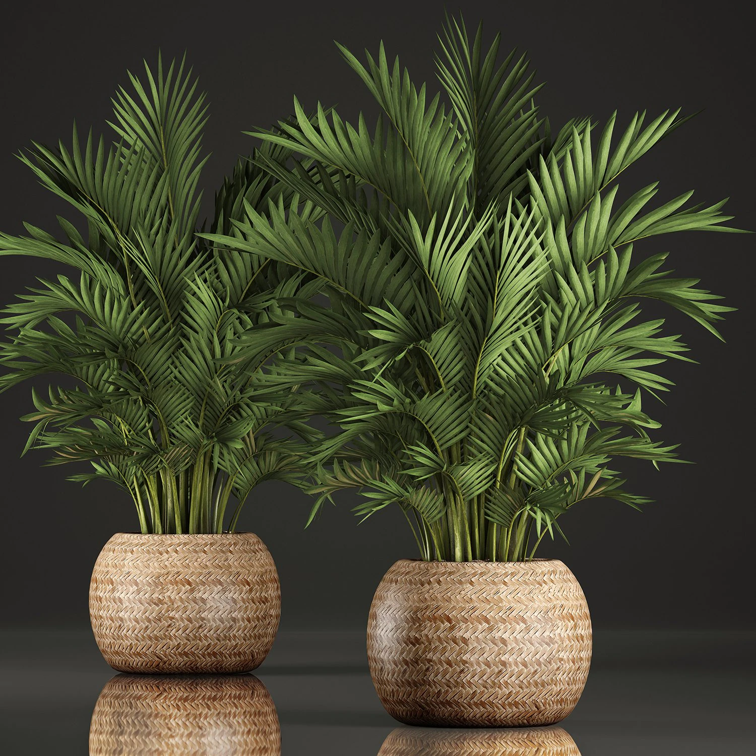 decorative palms howea 2 3D Model .c4d .max .obj .3ds .fbx .stl .blend