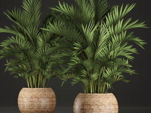 decorative palms howea 2 3D Model