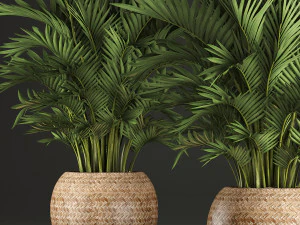 decorative palms howea 2 3D Model