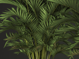 decorative palms howea 2 Model 3D