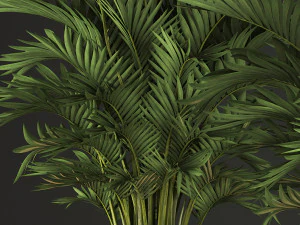 decorative palms howea 2 3D Model