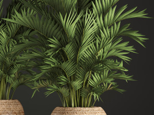 decorative palms howea 2 Model 3D