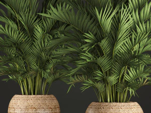 decorative palms howea 2 3D Model