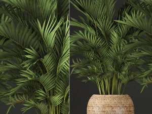 decorative palms howea 2 3D Model