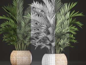 decorative palms howea 2 Model 3D
