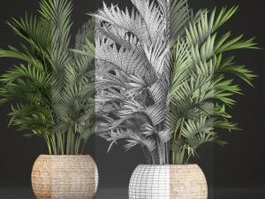 decorative palms howea 2 3D Model