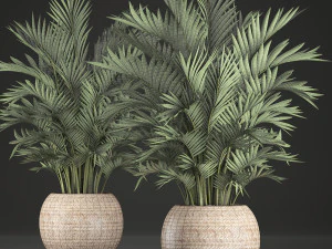 decorative palms howea 2 3D Model