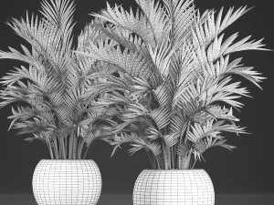 decorative palms howea 2 3D Model