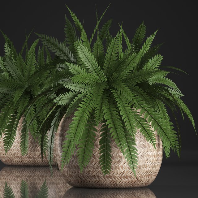 fern in pot 3D Model .c4d .max .obj .3ds .fbx .stl .blend 