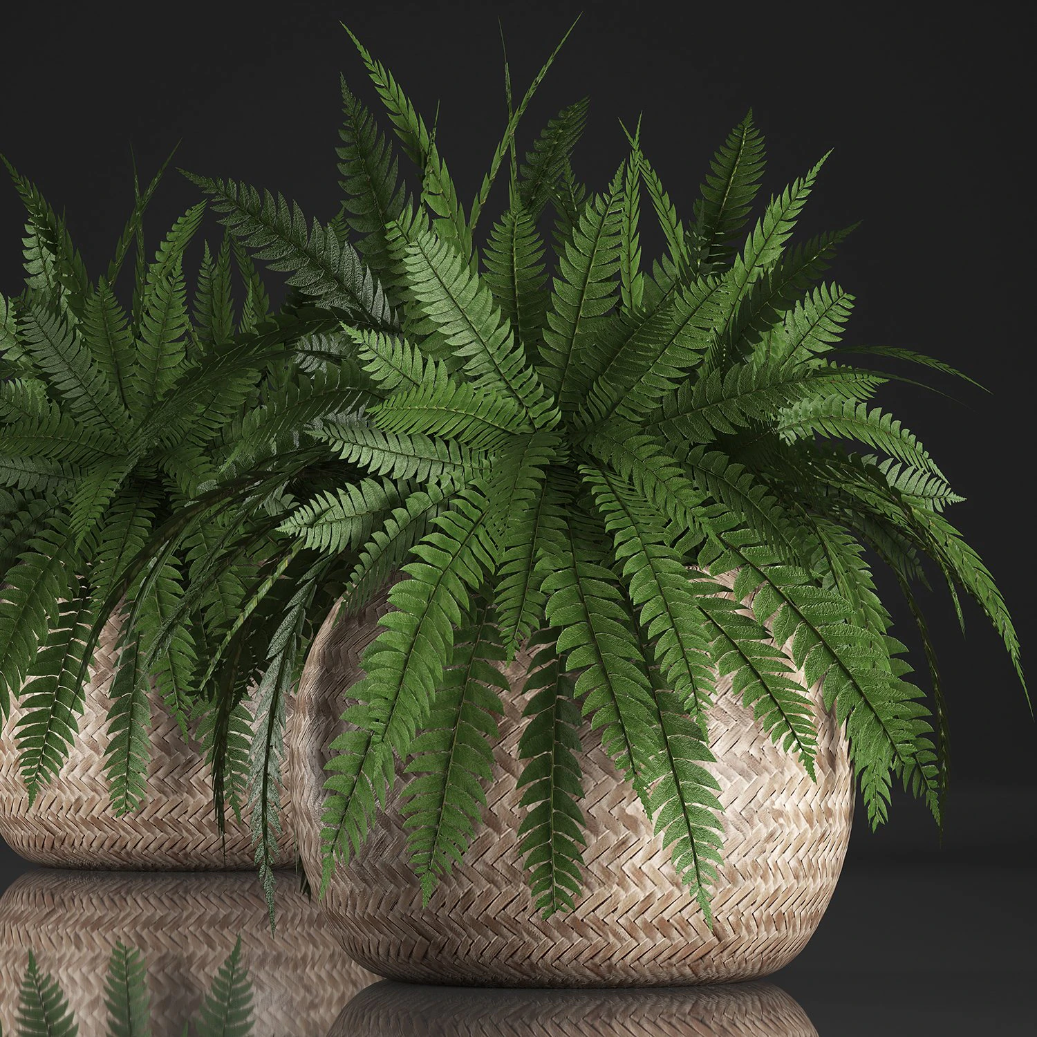 fern in pot 3D Model .c4d .max .obj .3ds .fbx .stl .blend