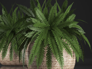 fern in pot 3D Model