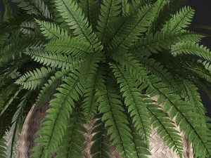 fern in pot 3D Model
