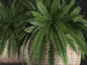 fern in pot 3D Model