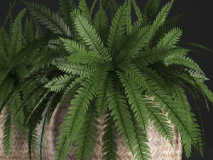 fern in pot 3D Model