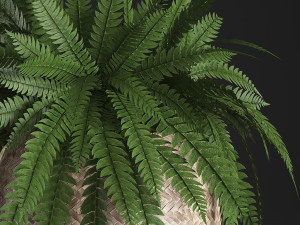 fern in pot 3D Model