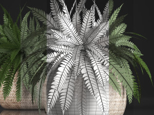 fern in pot 3D Model