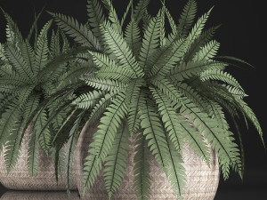 fern in pot 3D Model