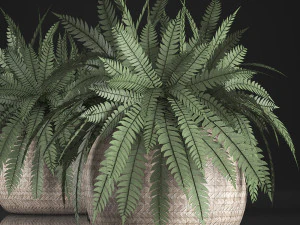 fern in pot 3D Model