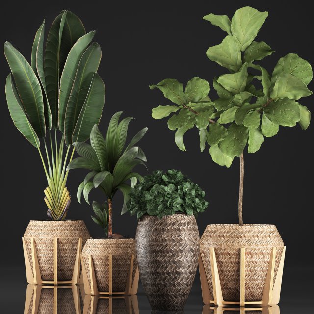 collection of exotic plants 348 3D-Modell .c4d .max .obj .3ds .fbx .stl .blend 