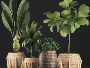 collection of exotic plants 348 3D Model