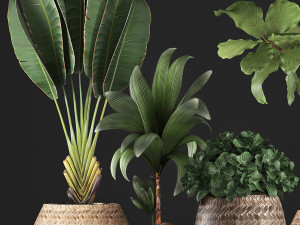 collection of exotic plants 348 3D-Modell