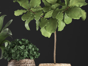collection of exotic plants 348 3D-Modell