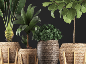 collection of exotic plants 348 3D-Modell