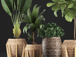 collection of exotic plants 348 3D-Modell