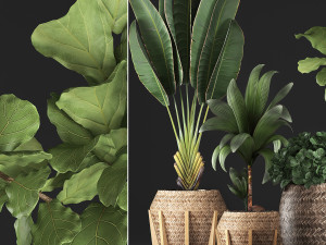 collection of exotic plants 348 3D-Modell