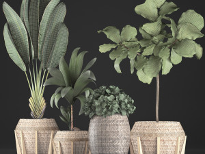 collection of exotic plants 348 3D-Modell