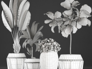 collection of exotic plants 348 3D-Modell