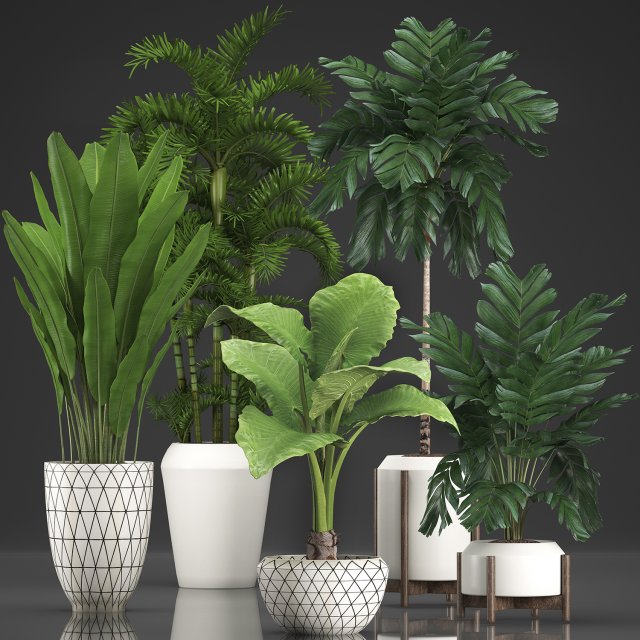 collection exotic plants 349 Model 3D .c4d .max .obj .3ds .fbx .stl .blend 