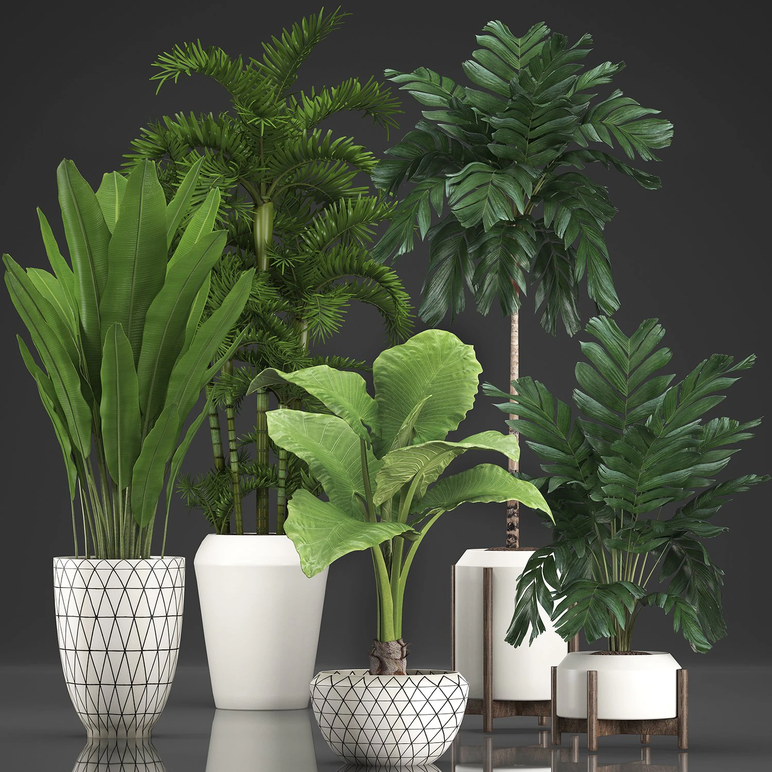 Collection exotic plants 349 3D Model .c4d .max .obj .3ds .fbx .stl .blend 