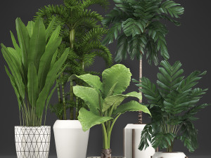 collection exotic plants 349 3D Модель