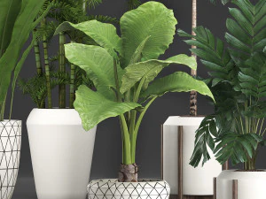 Collection exotic plants 349 3D Model