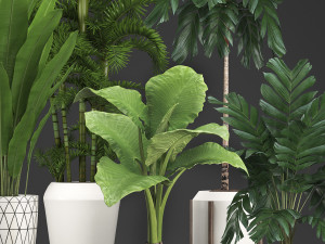 collection exotic plants 349 Model 3D
