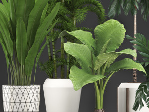 collection exotic plants 349 Model 3D
