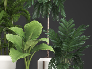 collection exotic plants 349 Model 3D