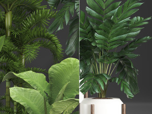 collection exotic plants 349 Model 3D