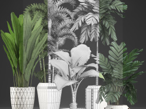 collection exotic plants 349 Model 3D