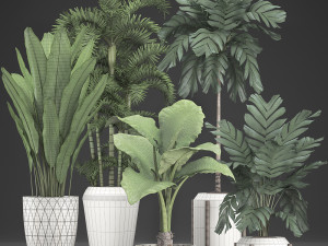 collection exotic plants 349 Model 3D