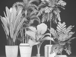 collection exotic plants 349 Model 3D