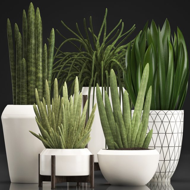 collection of exotic plants sansevieria 3D 模型 .c4d .max .obj .3ds .fbx .stl .blend 