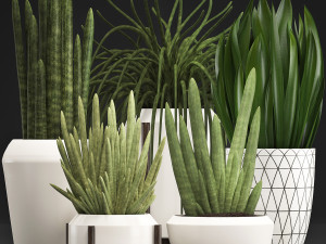 collection of exotic plants sansevieria 3D Model