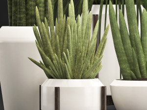 collection of exotic plants sansevieria 3D 模型