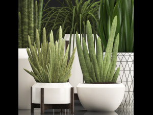 collection of exotic plants sansevieria 3D 模型