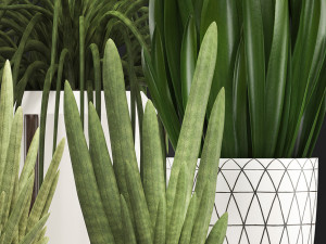 collection of exotic plants sansevieria 3D 模型