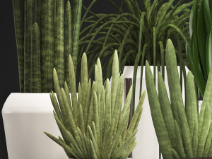collection of exotic plants sansevieria 3D 模型