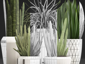 collection of exotic plants sansevieria 3D 模型