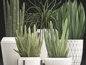 collection of exotic plants sansevieria 3D 模型